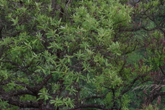 Terminalia sericea