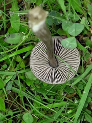 Entoloma perzonatum