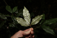 Heritiera trifoliolata