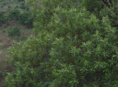 Terminalia sericea