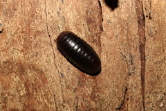 Oniscomorpha