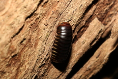 Oniscomorpha