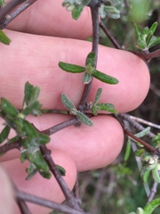 Olearia bullata