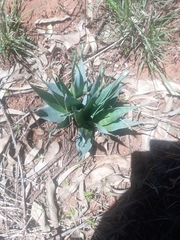 Ledebouria marginata