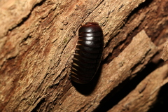 Oniscomorpha