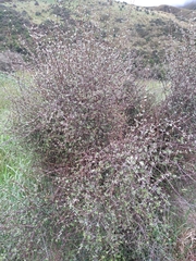 Olearia bullata
