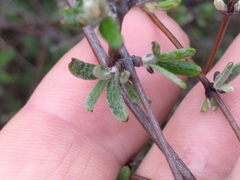 Olearia bullata