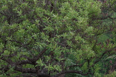 Terminalia sericea