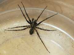 Tegenaria ferruginea