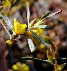 Hibbertia subvaginata