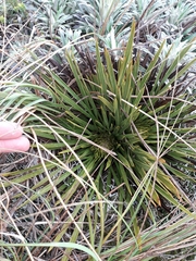 Aciphylla