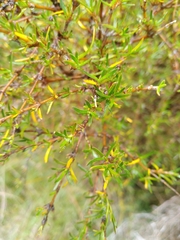 Coprosma rugosa