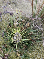 Aciphylla hectori