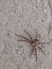 Philodromus aureolus