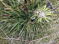 Aciphylla hectori