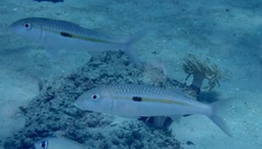 Mulloidichthys flavolineatus