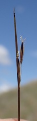 Schoenus pauciflorus