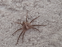 Philodromus aureolus