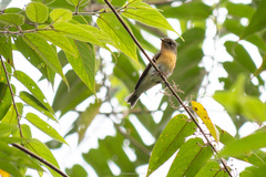 Ficedula mugimaki