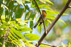 Ficedula mugimaki