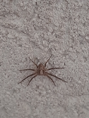 Philodromus aureolus