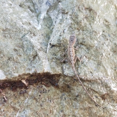 Anolis nebulosus