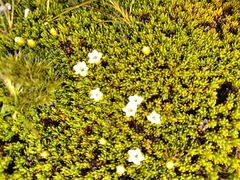 Dracophyllum muscoides