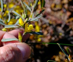 Hibbertia subvaginata