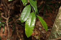Cryptocarya sclerophylla