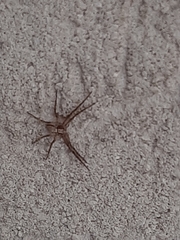 Philodromus aureolus