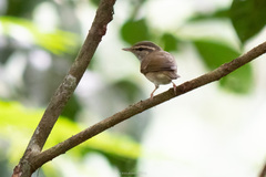 Phylloscopus tenellipes
