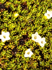 Dracophyllum muscoides