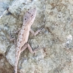 Anolis nebulosus