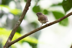 Phylloscopus tenellipes