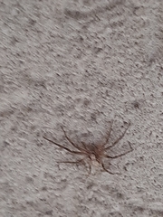 Philodromus aureolus