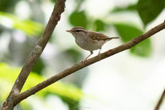 Phylloscopus tenellipes