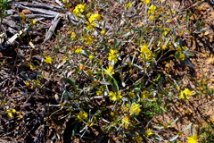 Hibbertia subvaginata