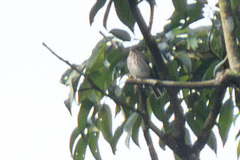 Muscicapa williamsoni