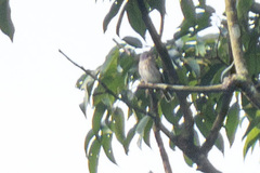 Muscicapa williamsoni