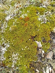 Dracophyllum muscoides