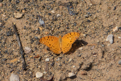 Phalanta