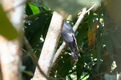 Hierococcyx nisicolor