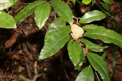 Cryptocarya sclerophylla