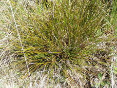 Schoenus pauciflorus