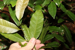 Cryptocarya sclerophylla