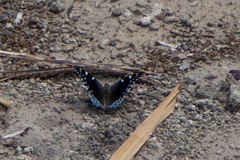 Charaxes guderiana