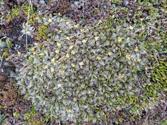 Anisotome imbricata imbricata