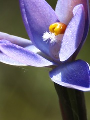 Thelymitra nuda