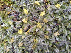 Anisotome imbricata imbricata