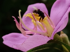 Homotrigona apicalis